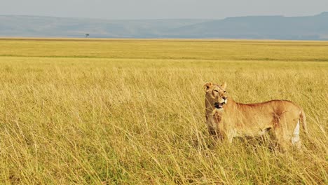 lion in long grass savanna, lioness hunting in tall grasses, africa animals on wildlife safari in savannah grassland in masai mara in kenya at maasai mara, close up shot