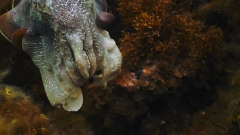 sepia gigante australiana sepia apama migración whyalla sur de australia 4k cámara lenta, apareamiento, puesta de huevos, lucha, agregación, bajo el agua
