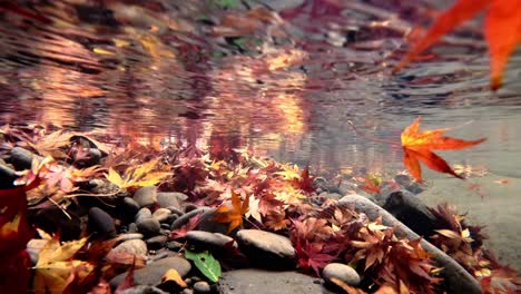 many fall foliage leaves swept under the water of crystal clear river