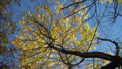 Looking-up-to-the-top-of-tall-thin-Beech-trees-in-vibrant-autumn-colour-swaying-in-a-brisk-breeze,-Worcestershire,-UK