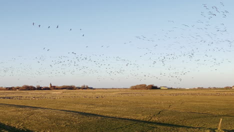 Flock-of-birds