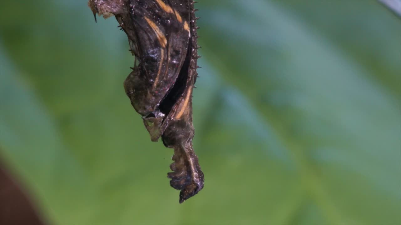 una mariposa de ala larga de cebra emerge de un capullo en la selva tropical