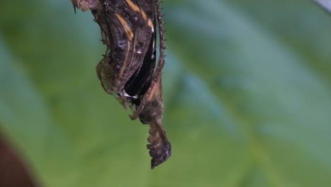 Ein-Zebra-Longwing-Schmetterling-Taucht-Aus-Einem-Kokon-Im-Regenwald-Auf