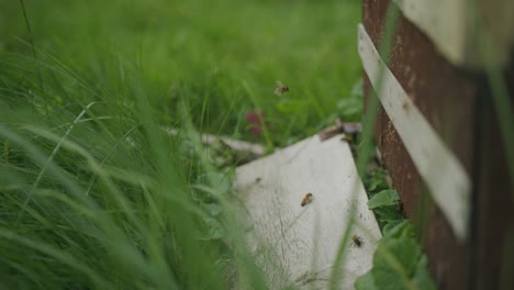 Honey-bees-return-to-colony-hive-entrance-in