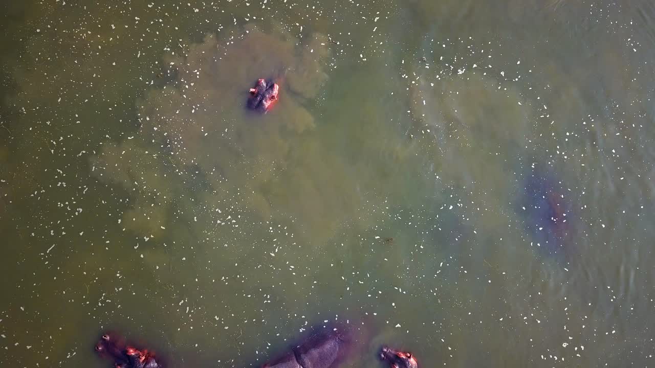 Hippopotamus amphibius head emerges from muddy water, surrounded by ripples and sunlight reflections in the River Nile, Uganda, top down drone shot