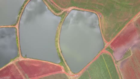 armonía aérea: vista de un avión no tripulado de una plantación roja y verde con estanques