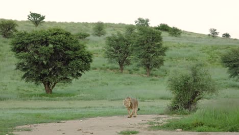 Un-León-De-Melena-Negra-Parado-En-El-Verde-Paisaje-Del-Parque-Transfronterizo-De-Kgalagadi-Y-Rugiendo-Para-Anunciar-Su-Territorio