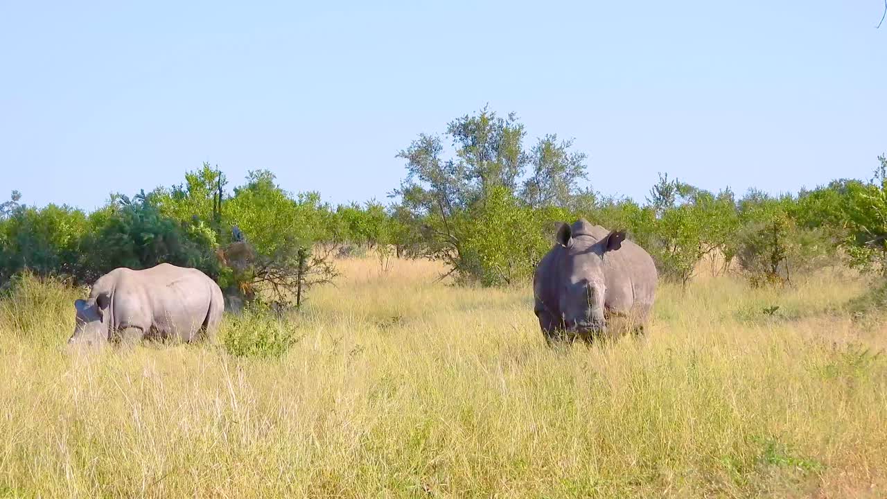 White African rhino rhinoceros South Africa wildlife endangered species