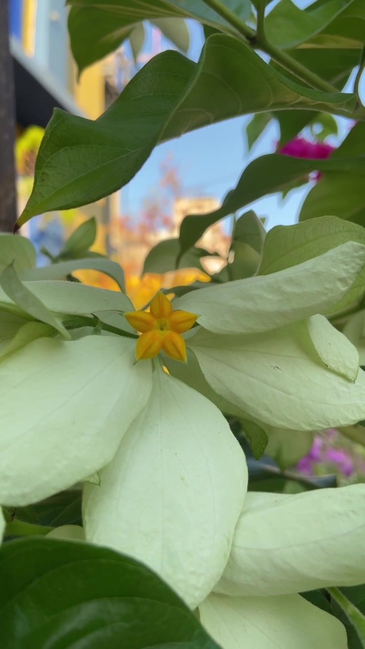 Primo piano di un fiore bianco e giallo che ondeggia dolcemente nella brezza
