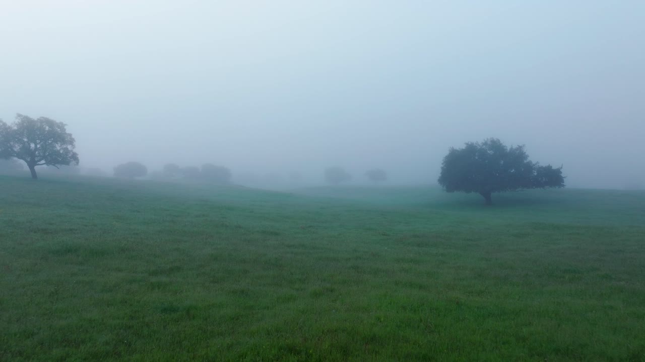 Drone shot fly through misty forest