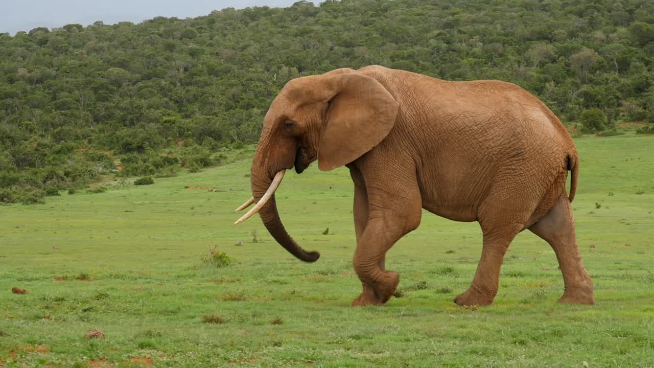 elefante caminando felizmente por el campo verde