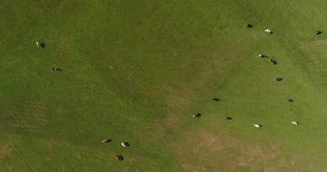 vista aérea de vacas pastando en la granja 1