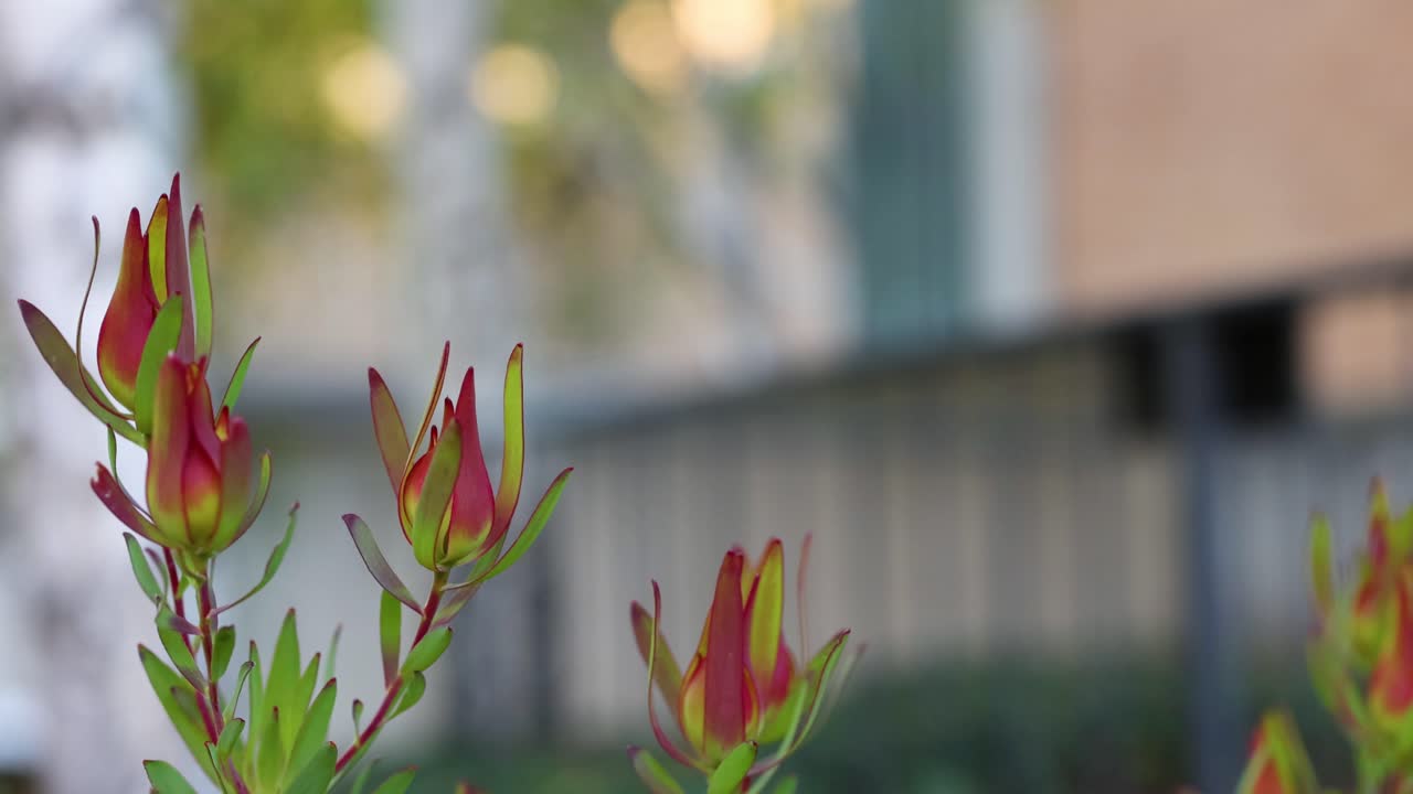 flores de leucadendro con un fondo urbano borroso