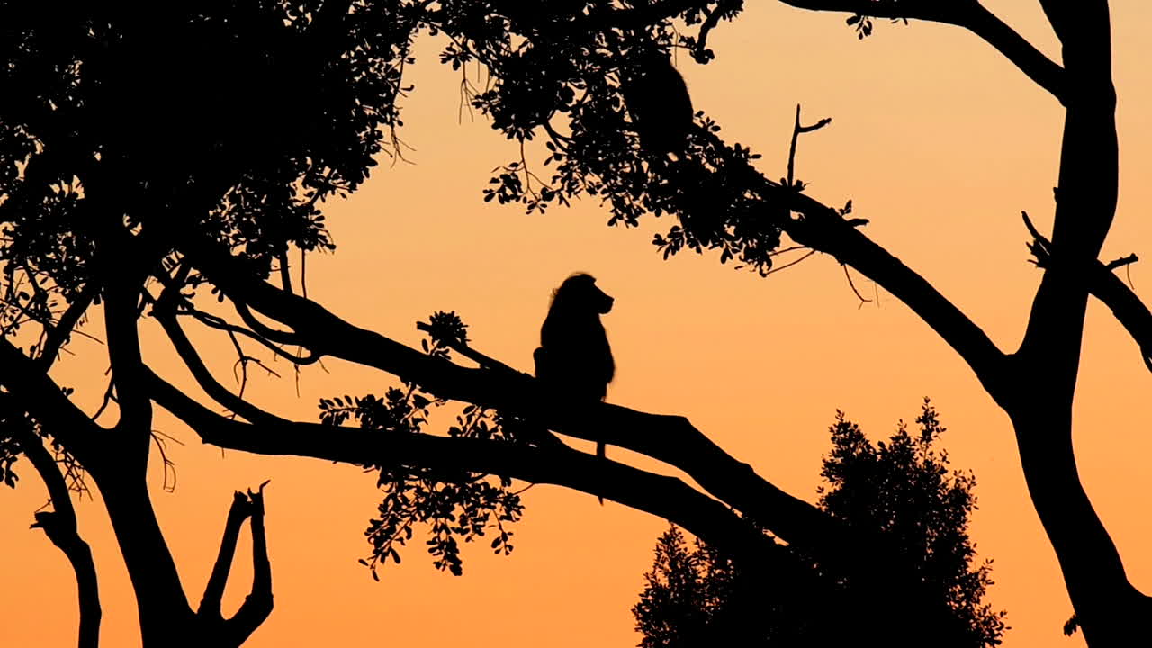 silueta del babuino papio ursinus sentado en un árbol durante el atardecer naranja africano