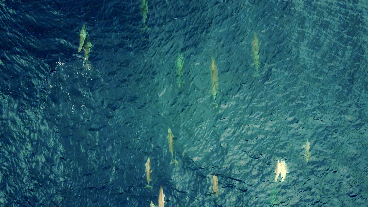 회 전자 돌고래 그룹은 푸른 바다에서 수영