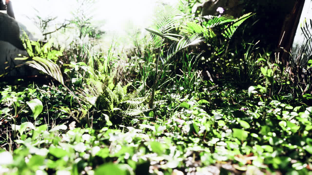 초록색 broadleaf 카 ⁇  잔디의 끝의 가까운