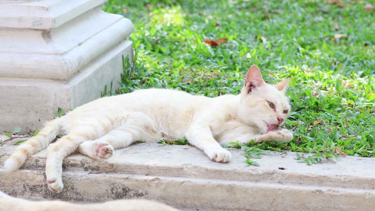 A cat lies down, yawning and resting on a step.