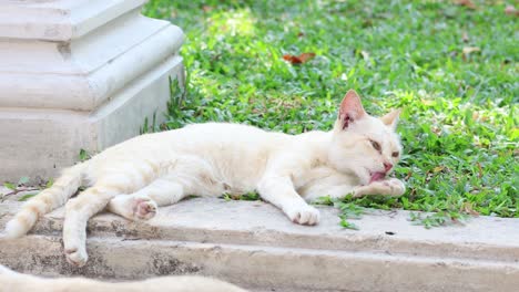 a cat lies down, yawning and resting on a step.