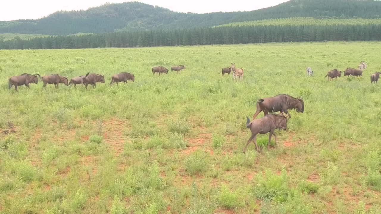 Wildlife Animals on grass plains