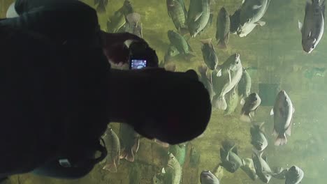 black silhouette of a man in front of an aquarium with gray fish and dirty water