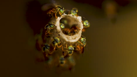 La-Jataí,-Tetragonisca-Angustula,-También-Llamada-Jataí-Amarilla,-Abeja-Dorada