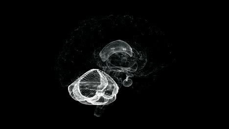 hologram of cerebrum, cerebellum and medulla oblongata of human body - loop