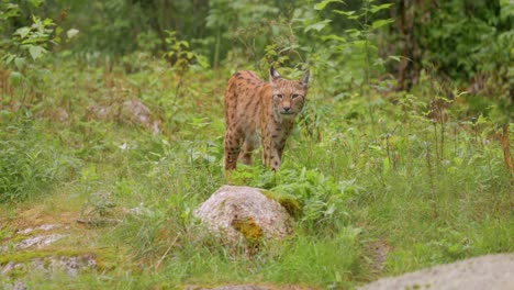 the eurasian lynx (lynx lynx) in the forest.