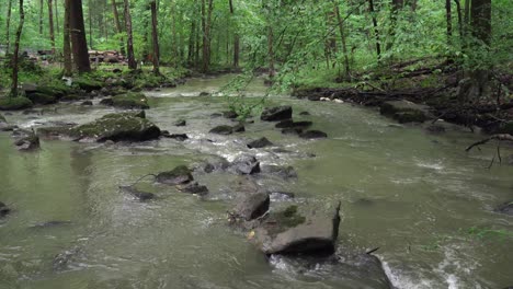 a stream in the forest during the green of the late summer season