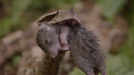 Nature-documentary-snake-eating-a-rat---gaboon-viper