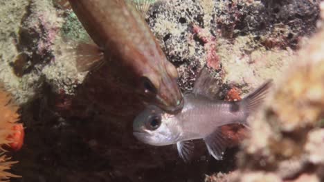 fish-most-likely-wrasse-with-alive-cardinalfish-in-mouth,-medium-shot-during-night,-prey-still-struggling,-coral-reef-surrounding