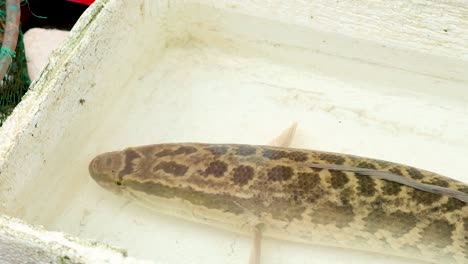 blotched snakehead observed in a white container