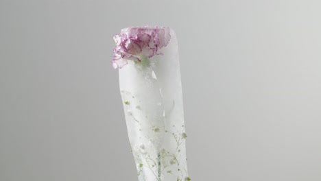 tiempo retrasado de la fusión de la flor congelada