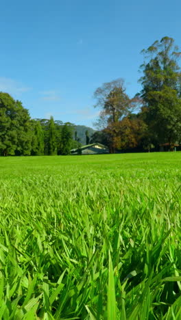 green lawn with lush trees and clear blue sky