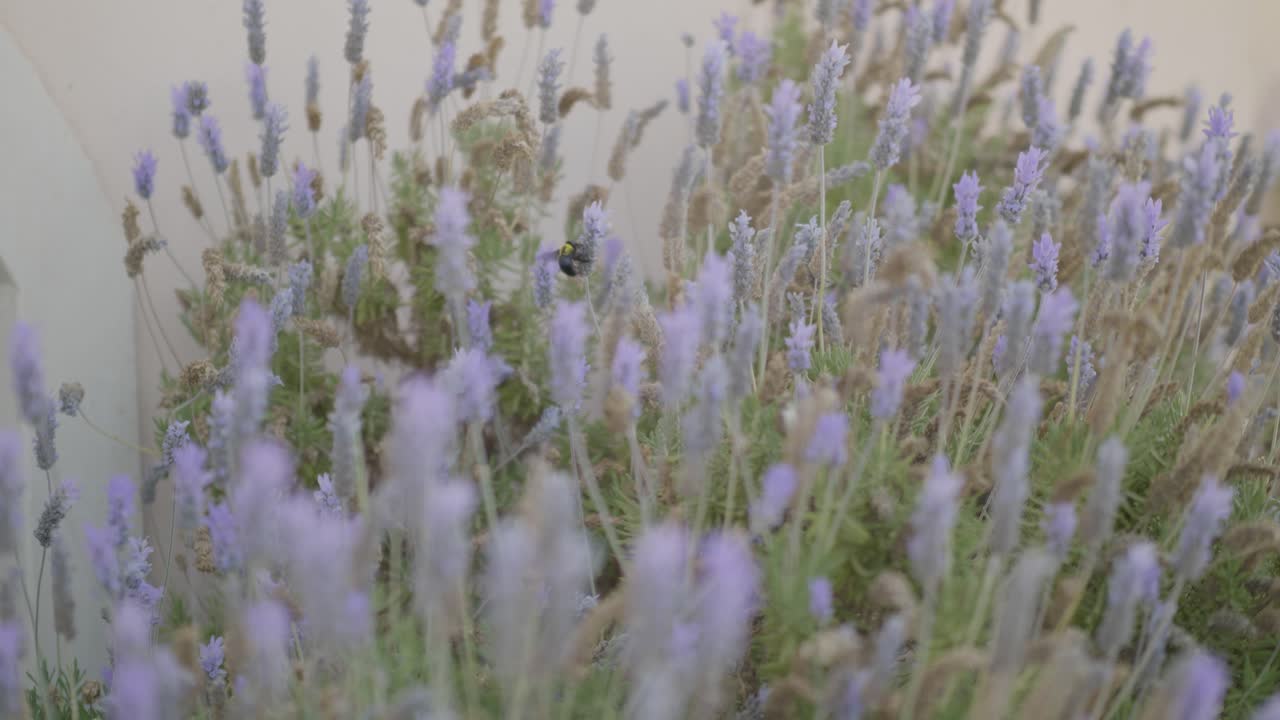 Close-up shot of insect on lavender flowers in bloom at Neot Smadar, soft purple tones, summer calm, natural beauty and floral serenity.