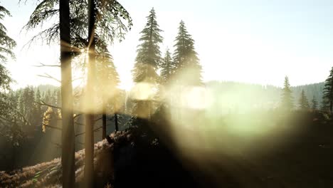 Sun-Beams-through-Trees