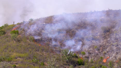 la línea divisoria entre la parte quemada y la todavía verde de un incendio forestal