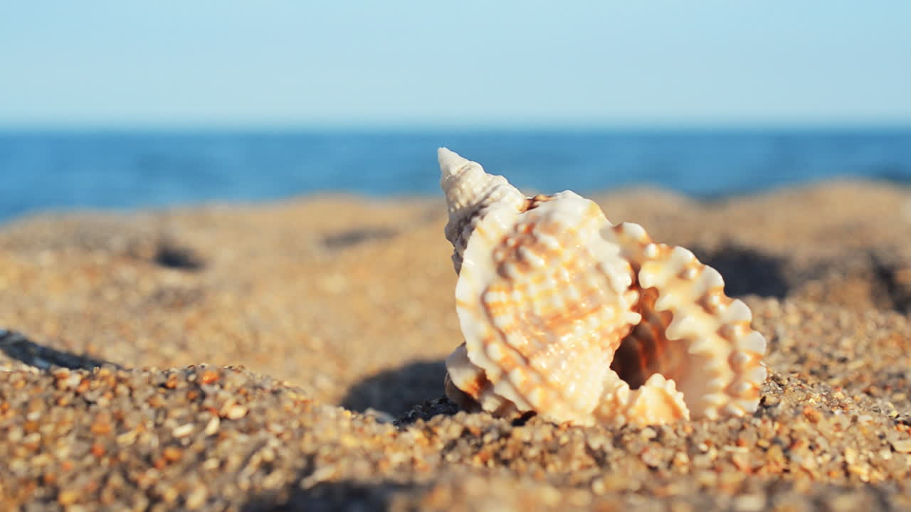 Shells on the beach. Shooting on the beach