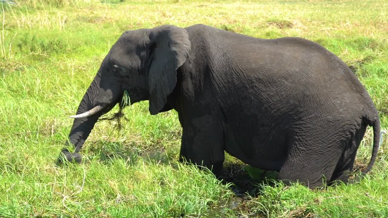 elefantes beben a cámara lenta del río kwando en la franja de caprivi en namibia 1