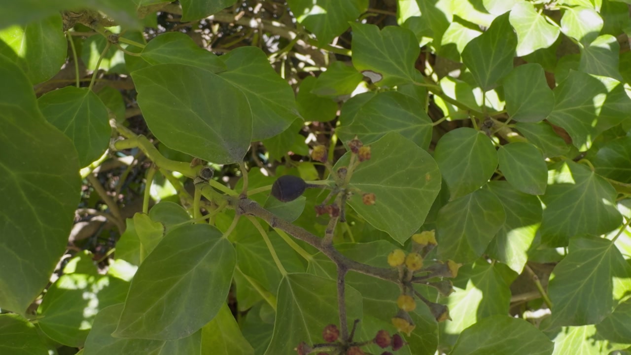 Strange Green Plant With Blooming Yellow And Red Flowers In The Shadow
