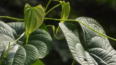 hermoso viento de hojas verdes