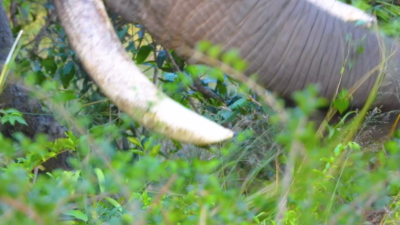 Elephant with massive horns eating grass in wild South Africa landscape