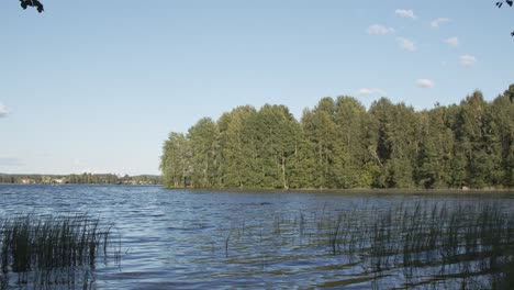 man swimming in lake with grass and trees, forest - jyvaskyla - 4k 50fps