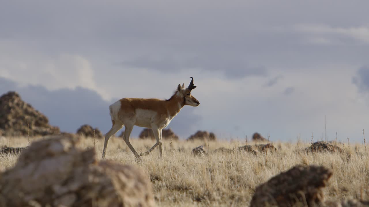 un antílope caminando en el campo de utah en cámara lenta