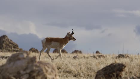 Antílope-Caminando-En-Utah-Back-Country-Cámara-Lenta