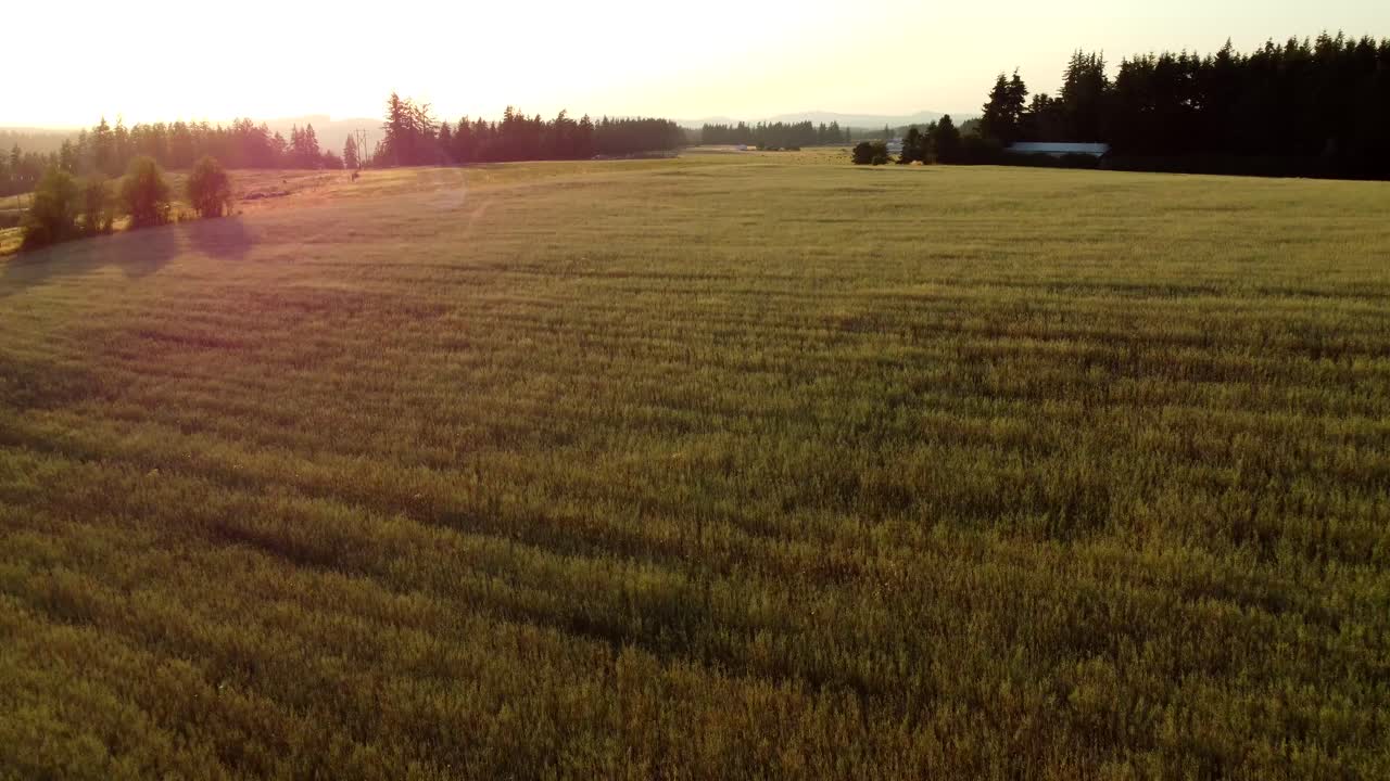 USA, OR, Estacada, , 2024-07-23 - Flying over a field at sunset