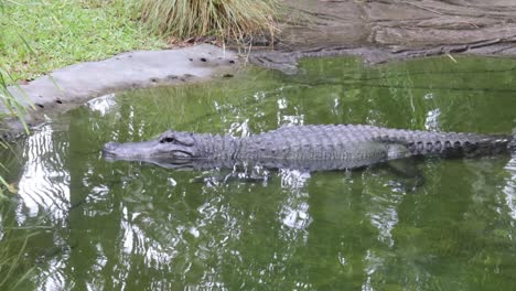 alligator glides smoothly across tranquil water