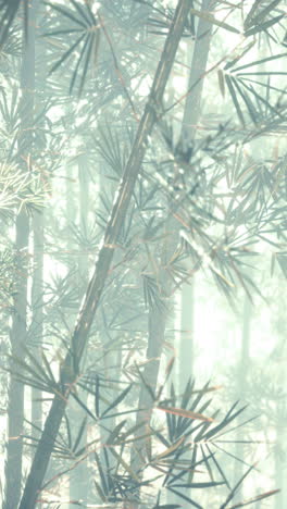 misty bamboo forest