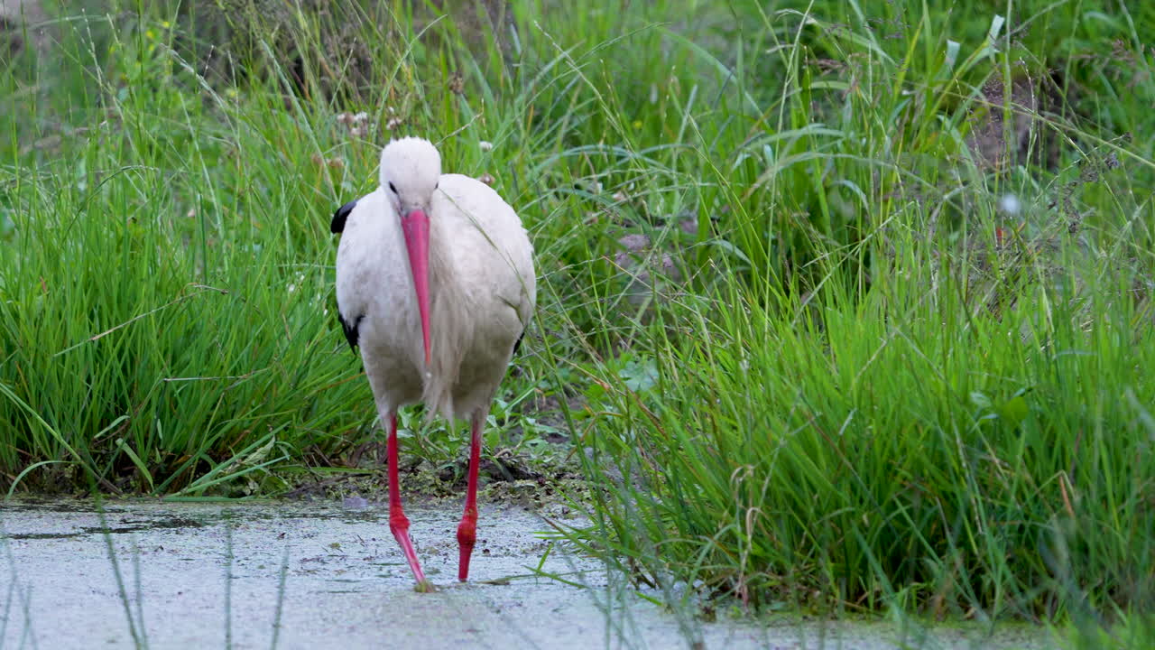 White stork wading in shallow water surrounded by tall green reeds in a natural wetland.