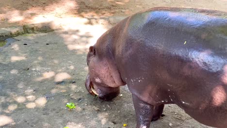 pygmy hippo eating in chonburi zoo enclosure