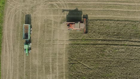 Aerial-establishing-view-of-combine-harvester-mowing-yellow-wheat,-dust-clouds-rise-behind-the-machine,-food-industry,-yellow-reap-grain-crops,-sunny-summer-day,-birdseye-drone-shot